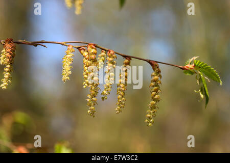 Carpinus Betulus, gemeinsame Hainbuche Frühling schießt © Jane Ann Butler Fotografie JABP1306 Stockfoto