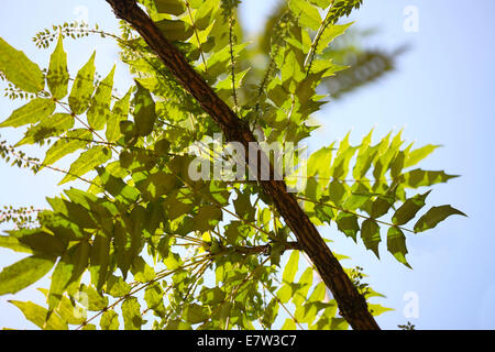 Knospen des neuen Lebens - die Kraft von Gaia © Jane Ann Butler Fotografie JABP1284 Stockfoto