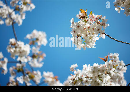 atemberaubende Kirschblüte an sonnigen Frühlingstag © Jane Ann Butler Fotografie JABP1282 Stockfoto