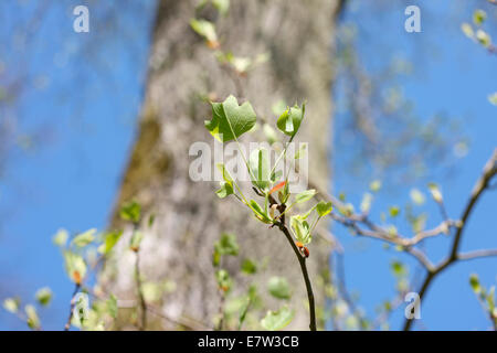 keimhaft Blätter im Frühling - neues Leben © Jane Ann Butler Fotografie JABP1307 Stockfoto