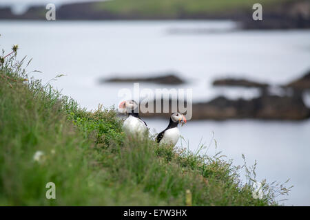 Papageitaucher Fratercula Artica in Borgarfjörður, Island Stockfoto