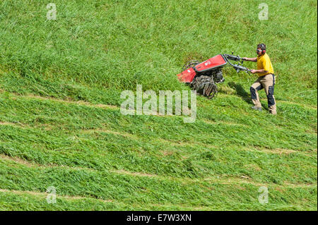 Ein Schweizer Bauer Ausschnittgras für Heu mit einem kleinen mechanischen Mäher in einem steil abfallenden Bereich Stockfoto