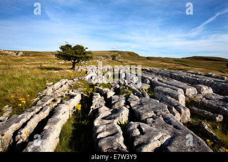 Lone Tree und Kalkstein Pflaster bei Winskill Steinen in der Nähe von begleichen Ribblesdale Yorkshire Dales England Stockfoto