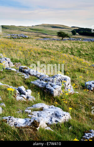 Kalkstein und Wiesenblumen an Winskill Steinen in der Nähe niederzulassen Ribblesdale Yorkshire Dales England Stockfoto