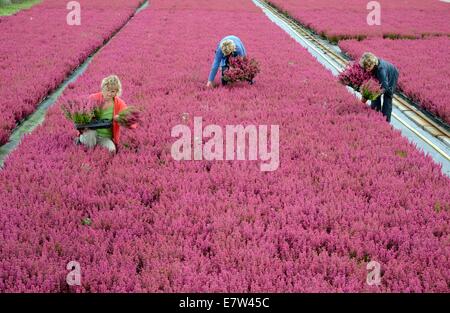 Leipzig, Deutschland. 23. Sep, 2014. Heather Pflanzen wie die rot-weißen "Hessen Girld" oder in den Farben weiß, rosa, gelb, rot und bunt gemischten Frieda, Athena, Madonna oder Emma gehören zu den bunten Erikas und Heidekraut, die von Sandra Kurtze, Linda Rode und Jana Wagner (L-R) im Gewächshaus Morbeetpflanzen Helix GmbH in Knautkleeberg bei Leipzig, 23. September 2014 geerntet. Rund 7.000 Ericas und Heidekraut sind für Kunden in Deutschland, Skandinavien, Ungarn, Polen und Tschechien geerntet. Bildnachweis: Dpa picture Alliance/Alamy Live News Stockfoto