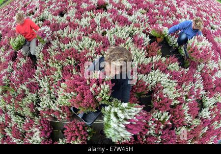 Leipzig, Deutschland. 23. Sep, 2014. Heather Pflanzen wie die rot-weißen "Hessen Girld" oder in den Farben weiß, rosa, gelb, rot und bunt gemischten Frieda, Athena, Madonna oder Emma gehören zu den bunten Erikas und Heidekraut, die von Linda Rode, Jana Wagner und Sandra Kurtze (l-R) geerntet werden im Gewächshaus Morbeetpflanzen Helix GmbH in Knautkleeberg bei Leipzig, 23. September 2014. Rund 7.000 Ericas und Heidekraut sind für Kunden in Deutschland, Skandinavien, Ungarn, Polen und Tschechien geerntet. Bildnachweis: Dpa picture Alliance/Alamy Live News Stockfoto