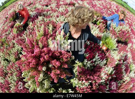 Leipzig, Deutschland. 23. Sep, 2014. Heather Pflanzen wie die rot-weißen "Hessen Girld" oder in den Farben weiß, rosa, gelb, rot und bunt gemischten Frieda, Athena, Madonna oder Emma gehören zu den bunten Erikas und Heidekraut, die von Linda Rode, Jana Wagner und Sandra Kurtze (R-l) geerntet werden im Gewächshaus Morbeetpflanzen Helix GmbH in Knautkleeberg bei Leipzig, 23. September 2014. Rund 7.000 Ericas und Heidekraut sind für Kunden in Deutschland, Skandinavien, Ungarn, Polen und Tschechien geerntet. Bildnachweis: Dpa picture Alliance/Alamy Live News Stockfoto