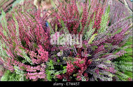 Leipzig, Deutschland. 23. Sep, 2014. Heidekraut Pflanzen wie die rot-weißen "Hessen Girld" oder in den Farben weiß, rosa, gelb, rot und bunt gemischten Frieda, Athena, Madonna oder Emma gehören zu den bunten Erikas und Heidekraut, die von Linda Rode im Gewächshaus Morbeetpflanzen Helix GmbH in Knautkleeberg bei Leipzig, 23. September 2014 geerntet. Rund 7.000 Ericas und Heidekraut sind für Kunden in Deutschland, Skandinavien, Ungarn, Polen und Tschechien geerntet. Bildnachweis: Dpa picture Alliance/Alamy Live News Stockfoto