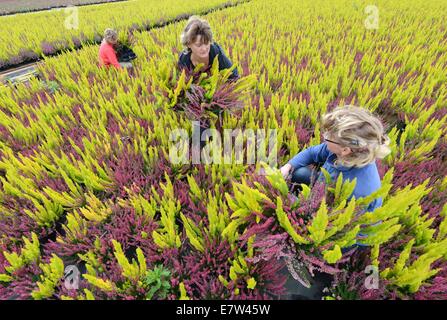 Leipzig, Deutschland. 23. Sep, 2014. Heather Pflanzen wie die rot-weißen "Hessen Girld" oder in den Farben weiß, rosa, gelb, rot und bunt gemischten Frieda, Athena, Madonna oder Emma gehören zu den bunten Erikas und Heidekraut, die von Linda Rode, Jana Wagner und Sandra Kurtze (R-l) geerntet werden im Gewächshaus Morbeetpflanzen Helix GmbH in Knautkleeberg bei Leipzig, 23. September 2014. Rund 7.000 Ericas und Heidekraut sind für Kunden in Deutschland, Skandinavien, Ungarn, Polen und Tschechien geerntet. Bildnachweis: Dpa picture Alliance/Alamy Live News Stockfoto