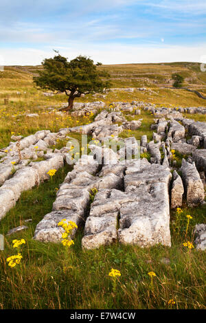 Lone Tree und Kalkstein Pflaster bei Winskill Steinen in der Nähe von begleichen Ribblesdale Yorkshire Dales England Stockfoto