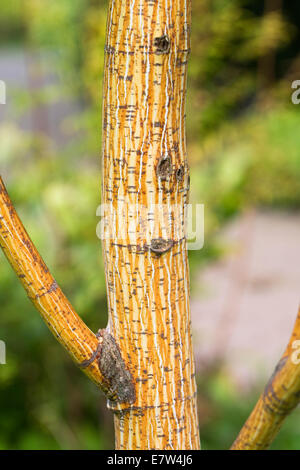 Acer Pensylvanicum 'Erythrocladum' Rinde im Herbst. Stockfoto