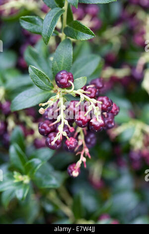 lila Strauch Beeren Stockfoto, Bild 114779479 Alamy