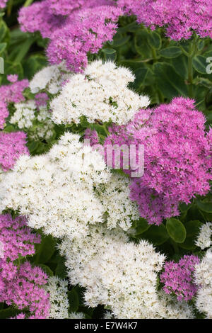 Hylotelephium "Sternenstaub". Das Sedum spectabile Sternenstaub" Blumen. Stockfoto