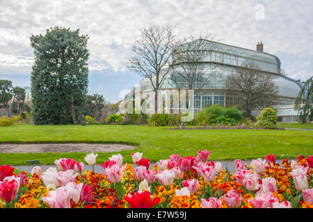 Dublin, Irland - 19 Apr: Tulpen beim großen Palm House - Gewächshaus in der National Botanic Garden in Dublin, Irland Stockfoto