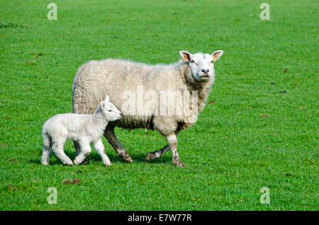 Welsh Mutterschaf mit Lamm. Stockfoto