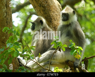 Hanuman-Languren ist vermutlich eines der Altweltaffen gehören zur Gattung Semnopithecus. Stockfoto