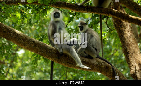 Hanuman-Languren ist vermutlich eines der Altweltaffen gehören zur Gattung Semnopithecus. Stockfoto