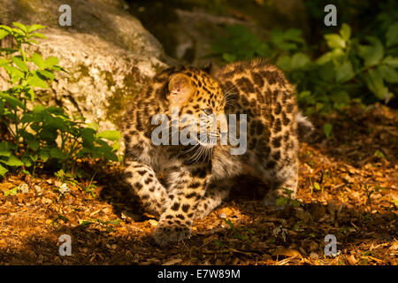 Extrem seltene Amur Leopard Cub (Panthera Pardus Orientalis) zu Fuß Stockfoto