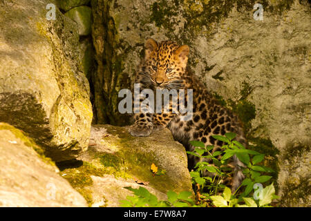 Extrem seltene Amur Leopard Cub (Panthera Pardus Orientalis) Verlegung auf Felsen Stockfoto