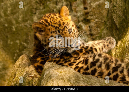 Extrem seltene Amur Leopard Cub (Panthera Pardus Orientalis) Verlegung auf Felsen Stockfoto