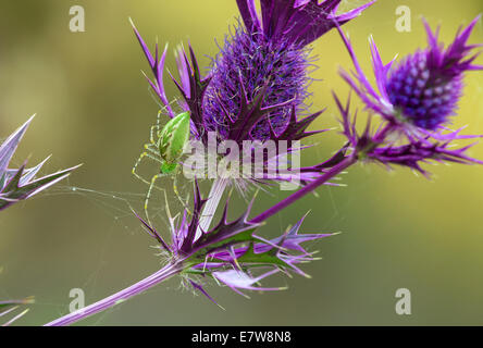 Grün-Lynx Spinne (Peucetia Viridans), ein Netz auf lila Eryngo Wildblumen Stockfoto