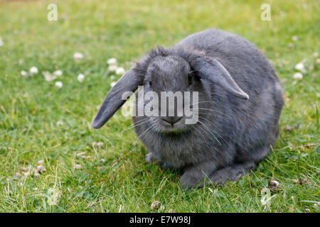 Grey Lop eared Rabbit auf Rasen 141696 Rabbit Stockfoto