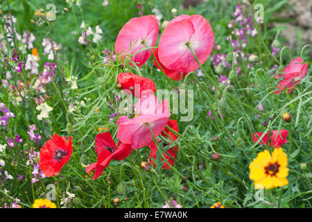 Wildblumen wachsen in einer Gartengrenze in Wiltshire, England, Großbritannien Stockfoto