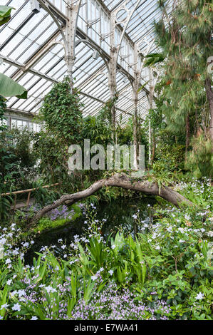Royal Botanic Gardens, Kew, London, Großbritannien. Im Inneren des gemäßigten Hauses aus Schmiedeeisen und Glas, erbaut von Decimus Burton, das 1863 eröffnet wurde Stockfoto