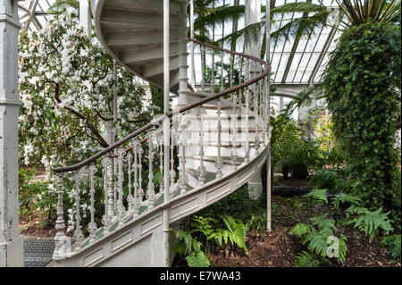 Royal Botanic Gardens, Kew, London, Großbritannien. Im Inneren des gemäßigten Hauses aus Schmiedeeisen und Glas, erbaut von Decimus Burton, das 1863 eröffnet wurde Stockfoto