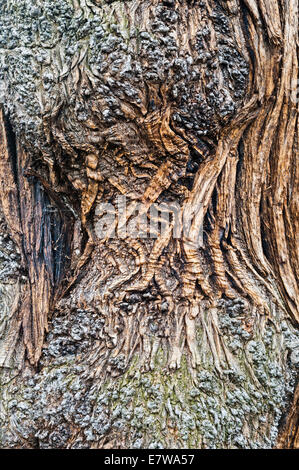 Die Royal Botanic Gardens, Kew, London. Die zerknitterte Rinde eines alten süßen Kastanienbaums oder spanischen Kastanienbaums (castanea sativa) Stockfoto