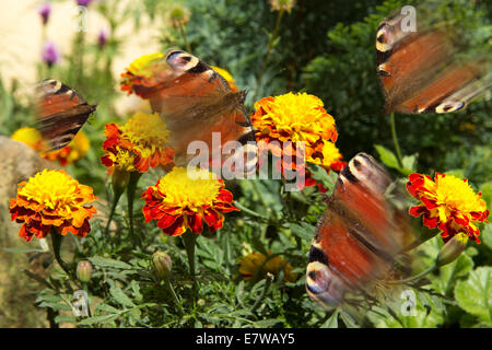 Inachis Io fliegen über Blumen Schmetterlinge Stockfoto