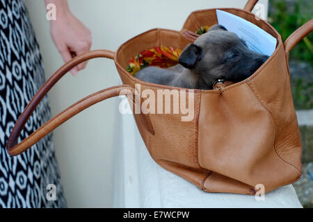 Whippet Welpen Hund in seiner weiblichen Besitzern Handtasche getragen Stockfoto