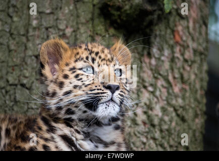 Weibliche Amur Leopard Cub nachschlagen Stockfoto