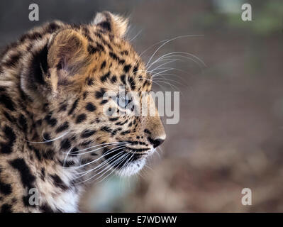 Weibliche Amur Leopard Cub (Profil) Stockfoto