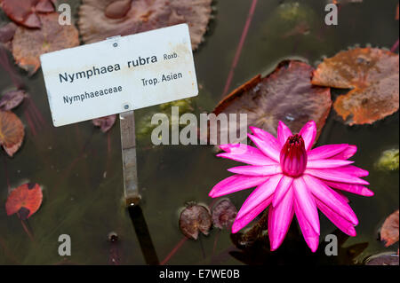 Blume von der indischen Rote Seerose (Nymphaea Rubra) mit Erkennungszeichen Stockfoto