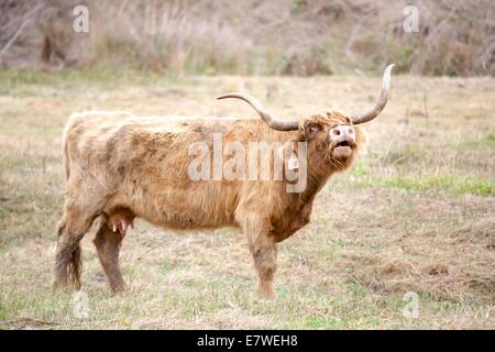 Schottische Hochlandrinder sind bekannt als sehr robust und leicht zu erziehen. Sie sind auch schöne Tiere! Stockfoto