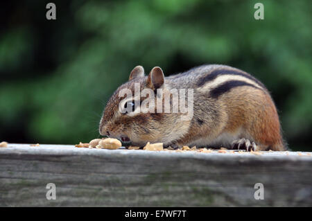 Verzehr von Nüssen auf dem Deck eines Streifenhörnchen Stockfoto