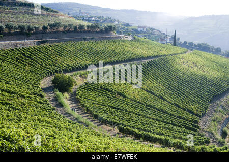 Quinta Cotto in der Douro-Region, Portugal Stockfoto