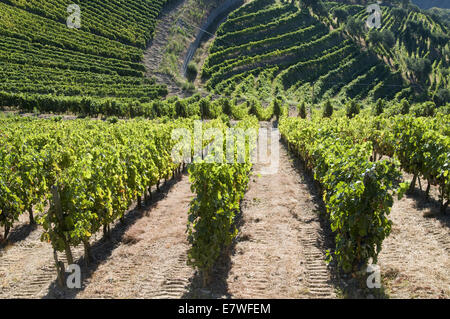 Quinta Cotto in der Douro-Region, Portugal Stockfoto