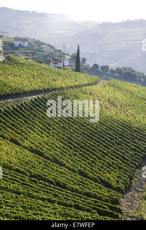 Quinta Cotto in der Douro-Region, Portugal Stockfoto