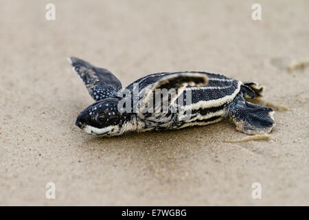 Leatherback Sea Turtle (Dermochelys Coriacea) Jungtier Überschrift auf den Ozean auf Amelia Island in Florida. Stockfoto