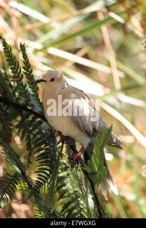 Ringneck Taube (Streptopelia Roseogrisea) Stockfoto