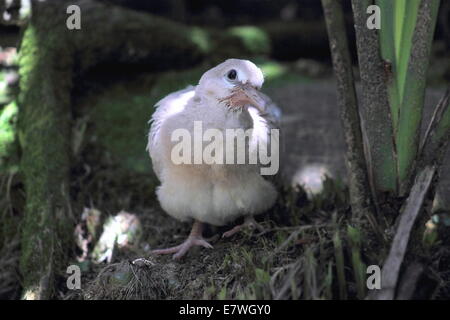 Ringneck Taube (Streptopelia Roseogrisea) juvenile Stockfoto