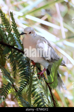 Ringneck Taube (Streptopelia Roseogrisea) Stockfoto