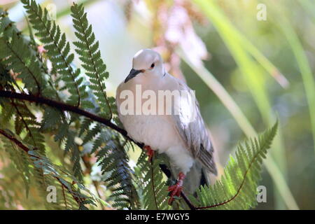 Ringneck Taube (Streptopelia Roseogrisea) Stockfoto