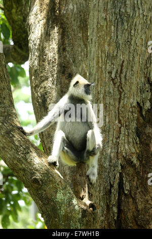 Hanuman-Languren ist vermutlich eines der Altweltaffen gehören zur Gattung Semnopithecus. Stockfoto