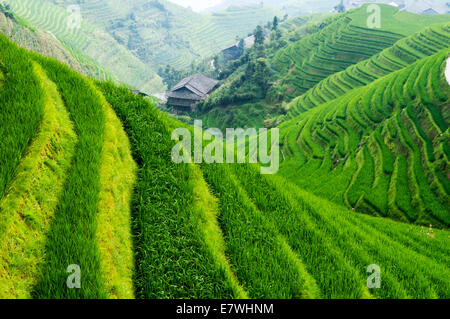 Die Longsheng-Reisterrassen, auch Longji-Reisterrassen in Guangxi, China. Stockfoto