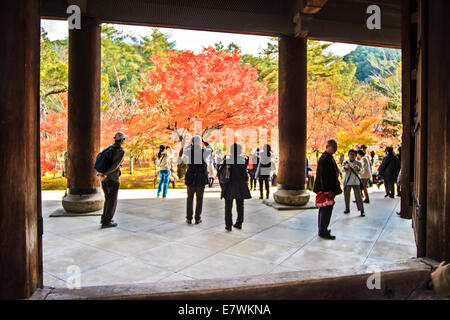 Kyoto, Japan - 26. November 2013: rote japanische Ahorn Herbst Herbst Momiji Baum in Kyoto, japan Stockfoto