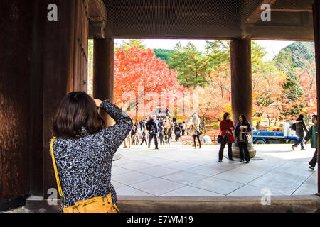 Kyoto, Japan - 26. November 2013: rote japanische Ahorn Herbst Herbst Momiji Baum in Kyoto, japan Stockfoto