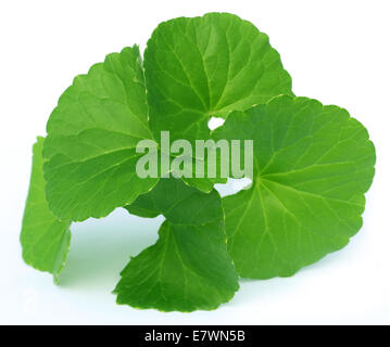 Medizinische Thankuni Blätter des indischen Subkontinents über weißem Hintergrund Stockfoto